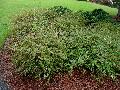 Sherwood Abelia